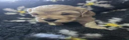 Cockapoo dogs for sale: Litter of 5 beautiful F1 cockapoos  - Advert 17