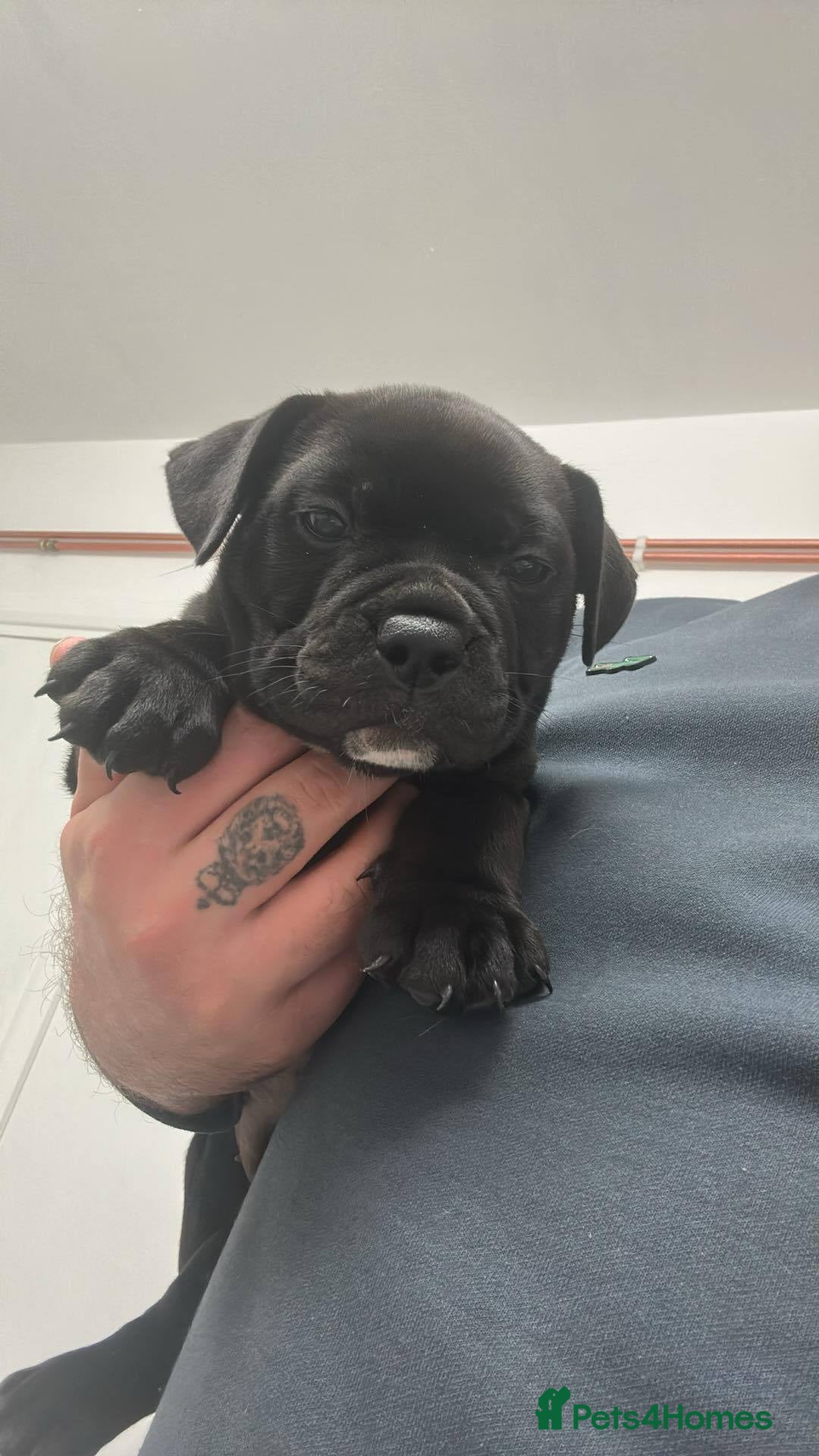 Olde English Bulldogge dogs for sale: absolutely stunning puppy - Image 1
