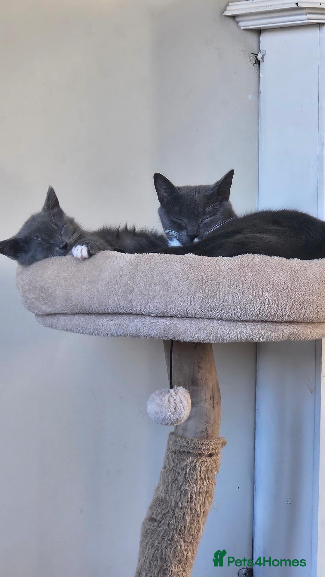 Mixed Breed cats 2 male kittens ideally rehomed together  - Advert 8