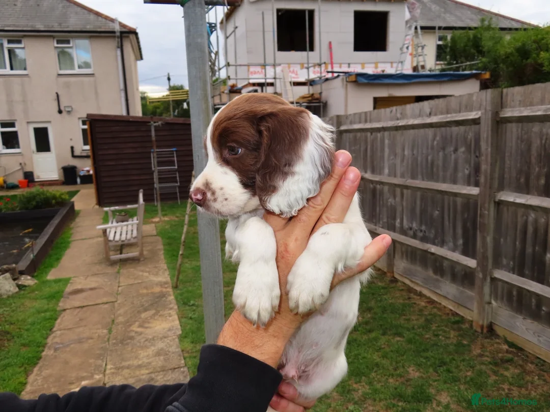 English Springer Spaniel dogs for sale: Springer Spaniel  in Amersham - Advert 9