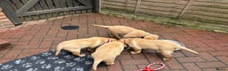 Labrador Retriever dogs for sale: Fox Red x yellow Labradors - Advert 8