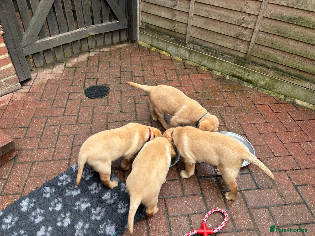 Labrador Retriever dogs for sale: Fox Red x yellow Labradors - Advert 8