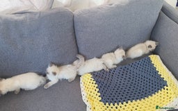 Ragdoll cats for sale: GCCF SEALPOINT RAGDOLL KITTENS - Image 24