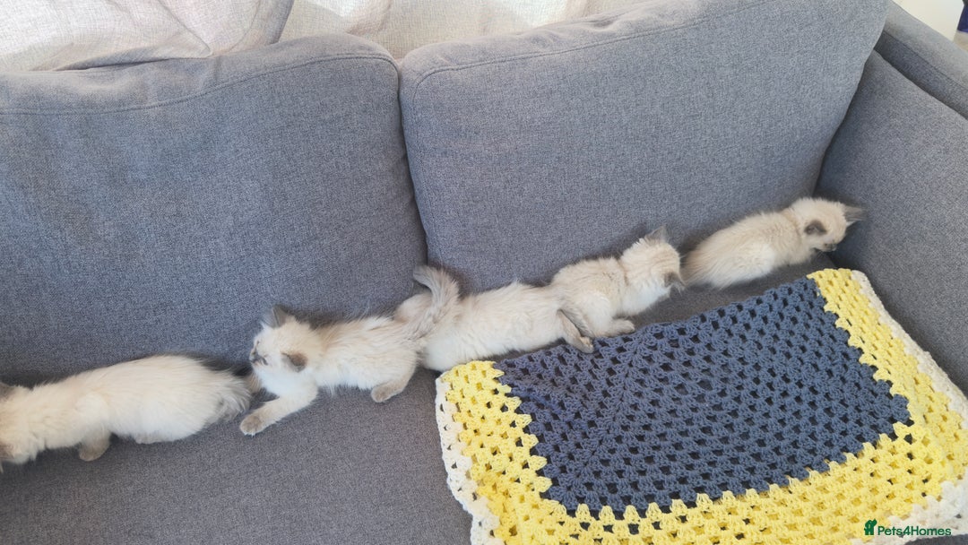 Ragdoll cats for sale: GCCF SEALPOINT RAGDOLL KITTENS - Image 24