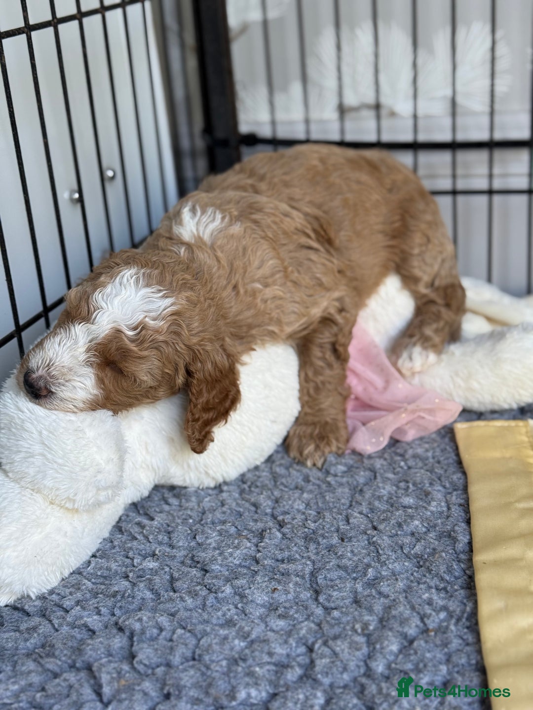 Mixed Breed dogs for sale: ❤️Teddy- Australian Golden Double Doodle ❤️ - Advert 9