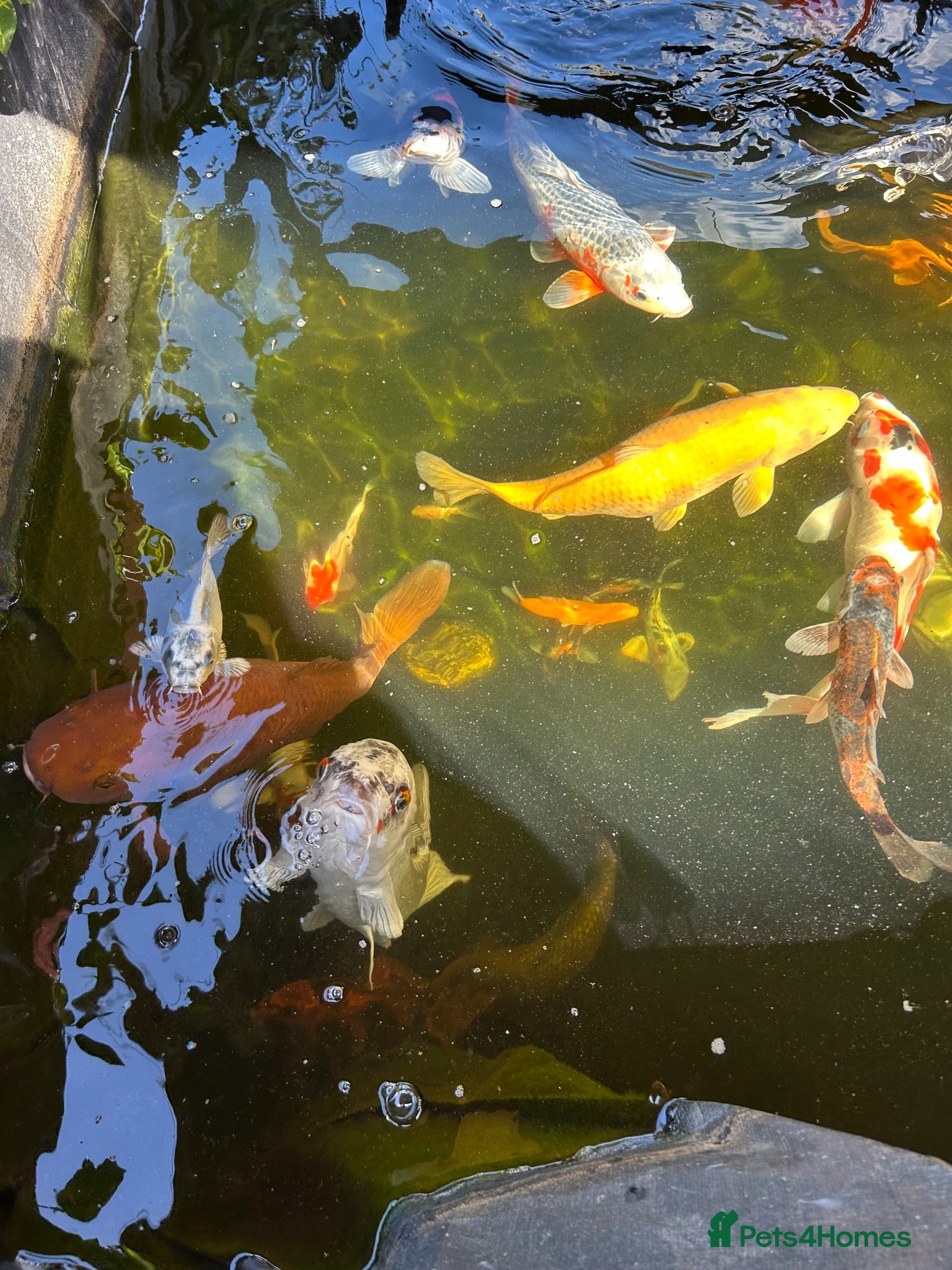 Koi Carp fish Various koi - Advert 5