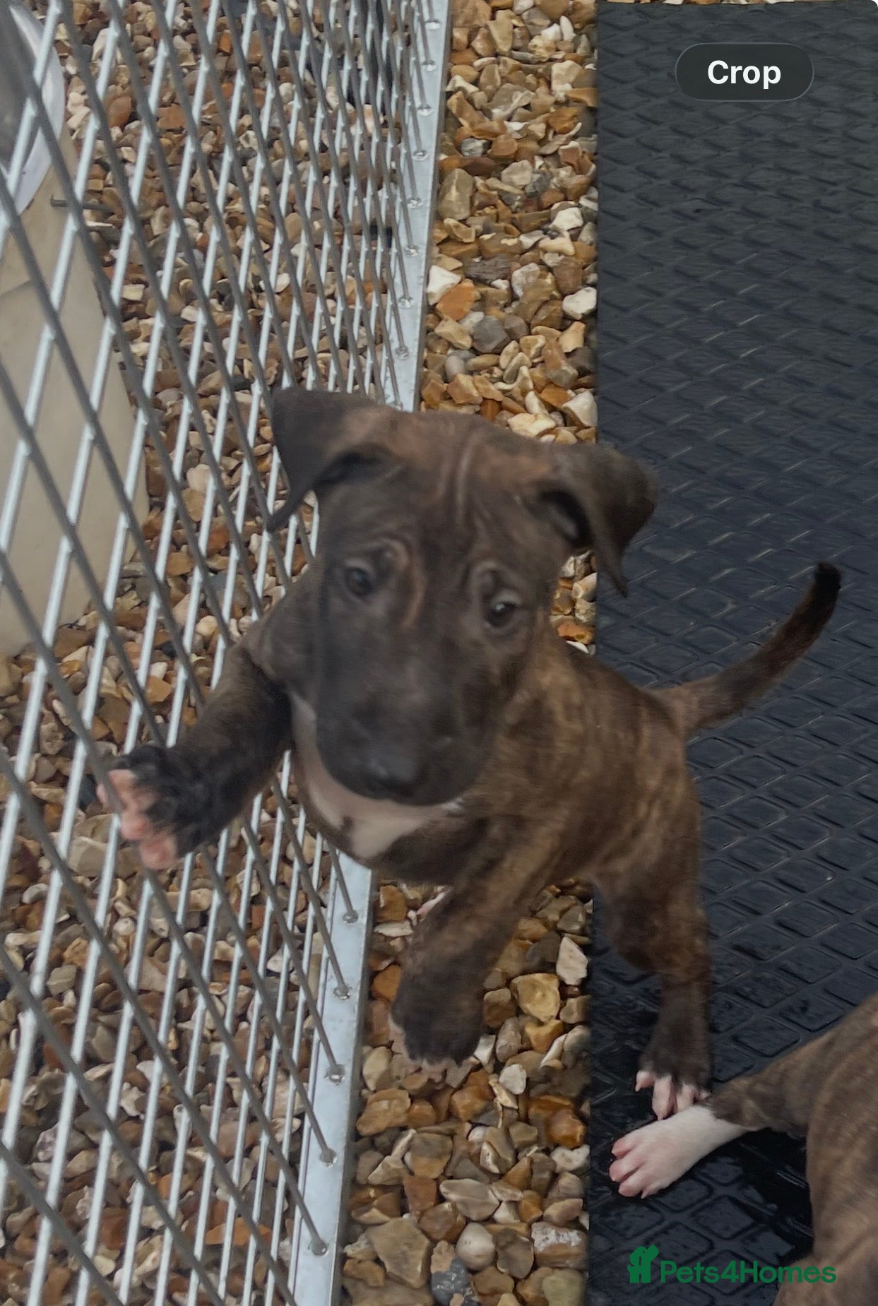 English Bull Terrier dogs English bull terrier pups - Advert 12