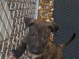 English Bull Terrier dogs English bull terrier pups - Advert 12