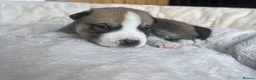 Mixed Breed dogs for sale: Siberian Husky x AmStaff Terrier Puppies - Advert 18