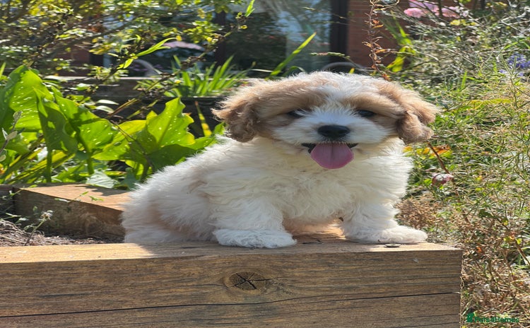 Cavachon dogs - Advert 1