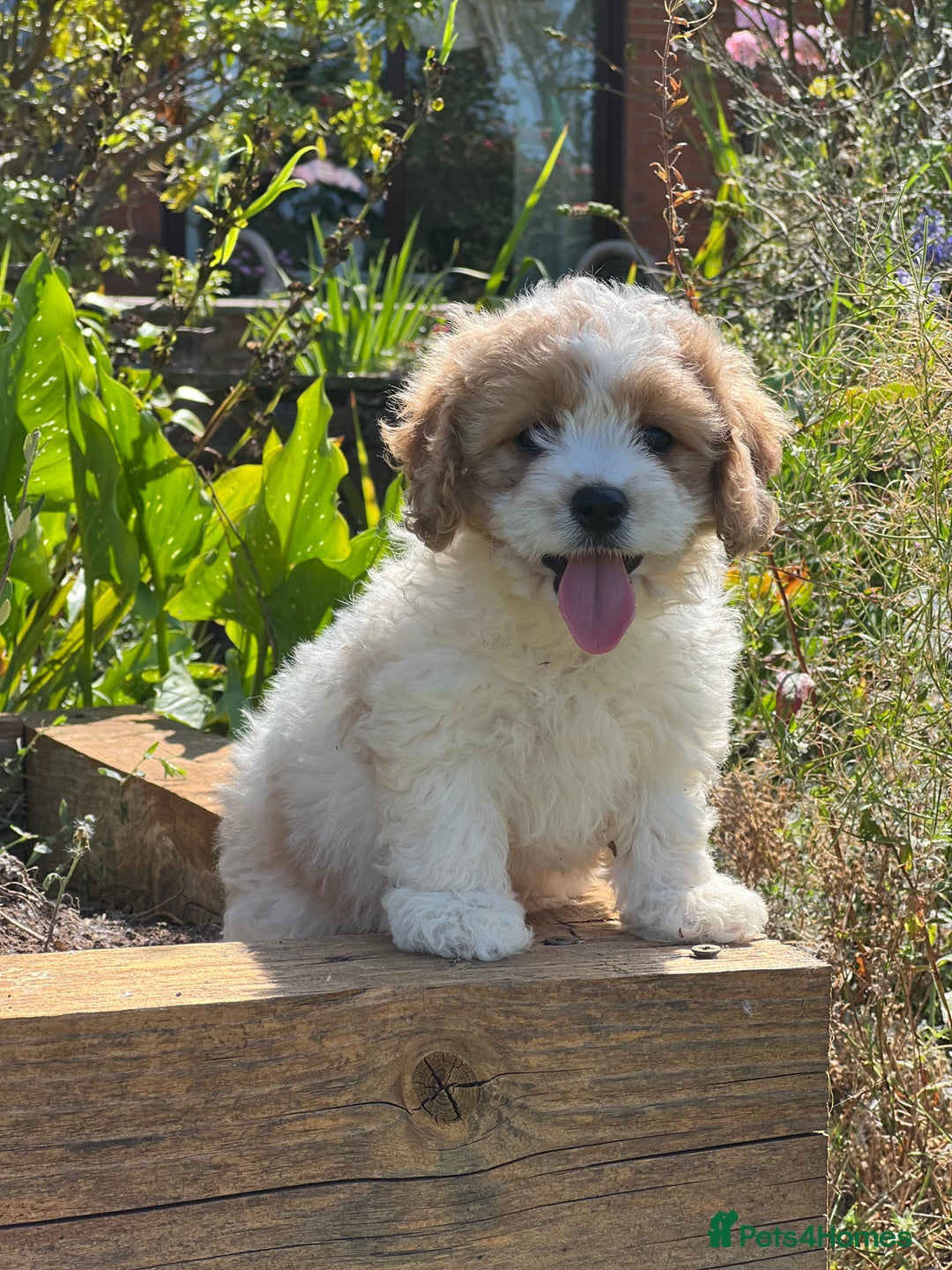 Cavachon dogs for sale: 5 stunning cavachons now available for new 🏡 - Image 1