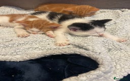 British Shorthair cats for sale: 2 male kittens remaining  - Image 6