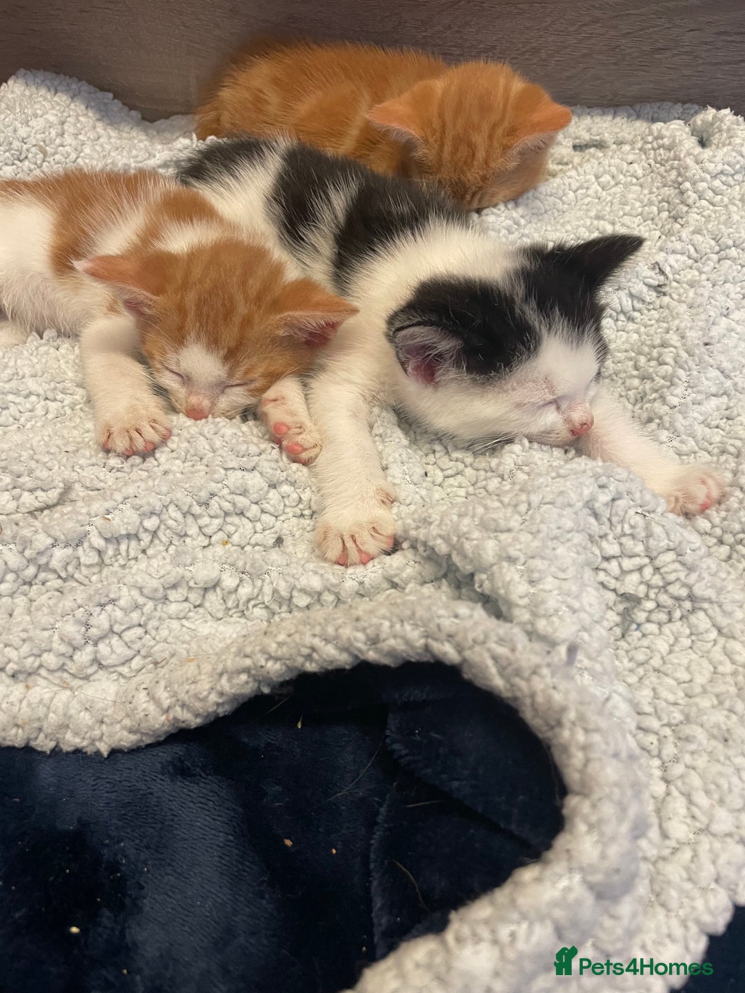British Shorthair cats for sale: 2 male kittens remaining  - Image 6