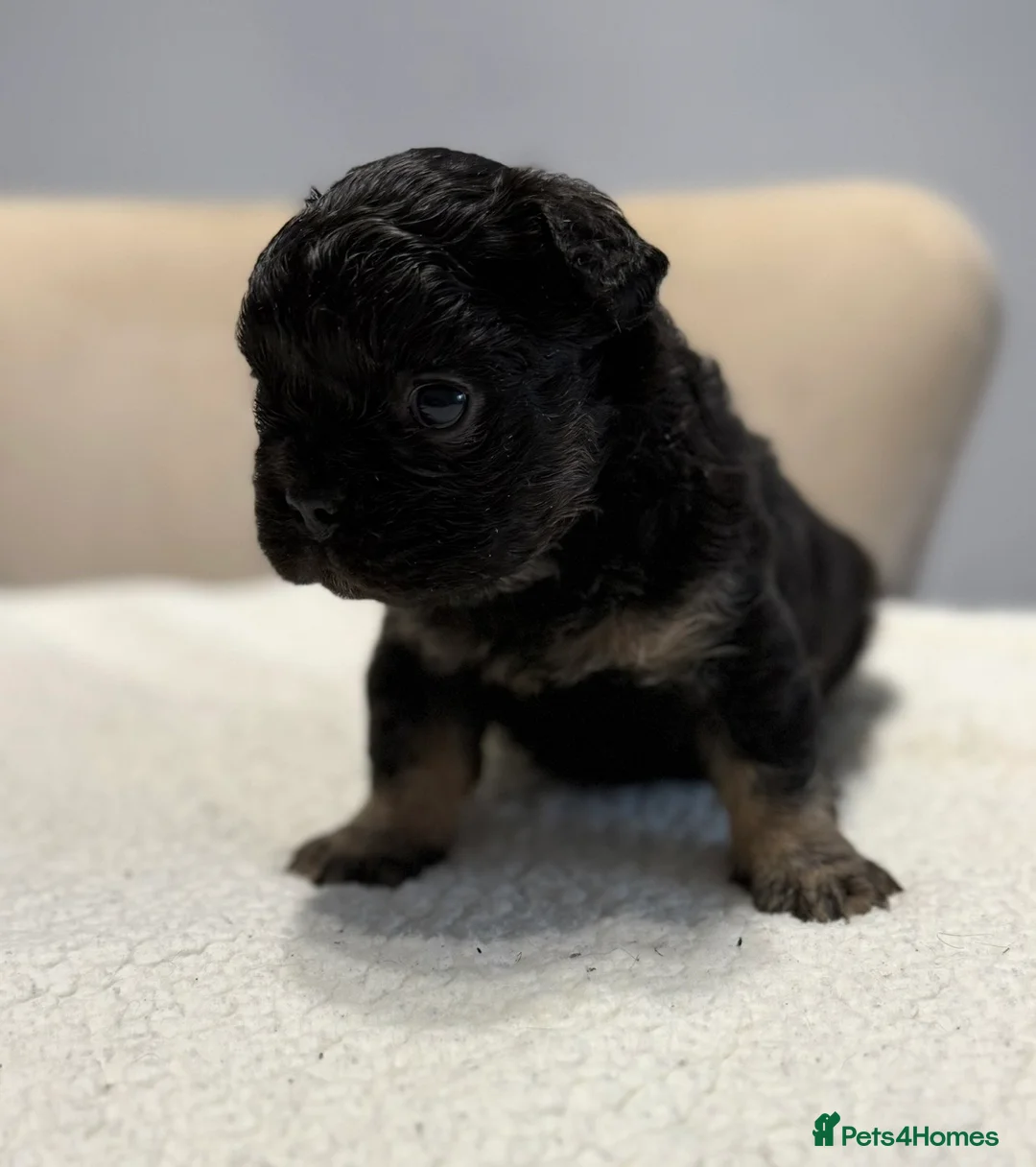 French Bulldog dogs for sale: Full fluffy French bulldogs  - Advert 4