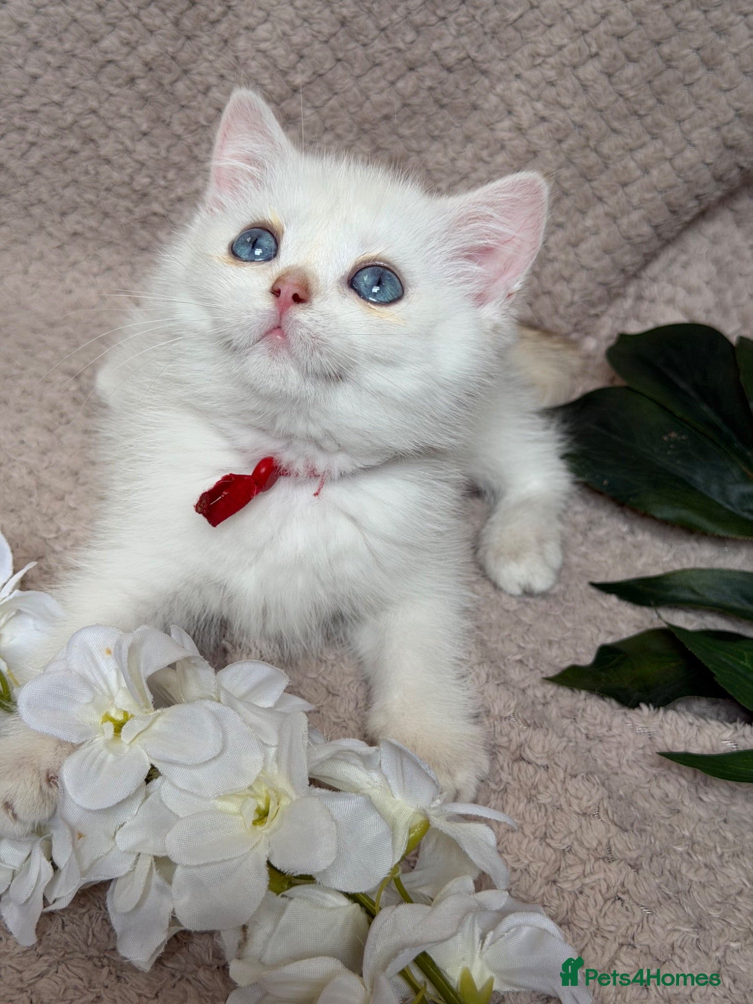 British Shorthair cats British shorthair golden adorable kittens GCCF  - Advert 17