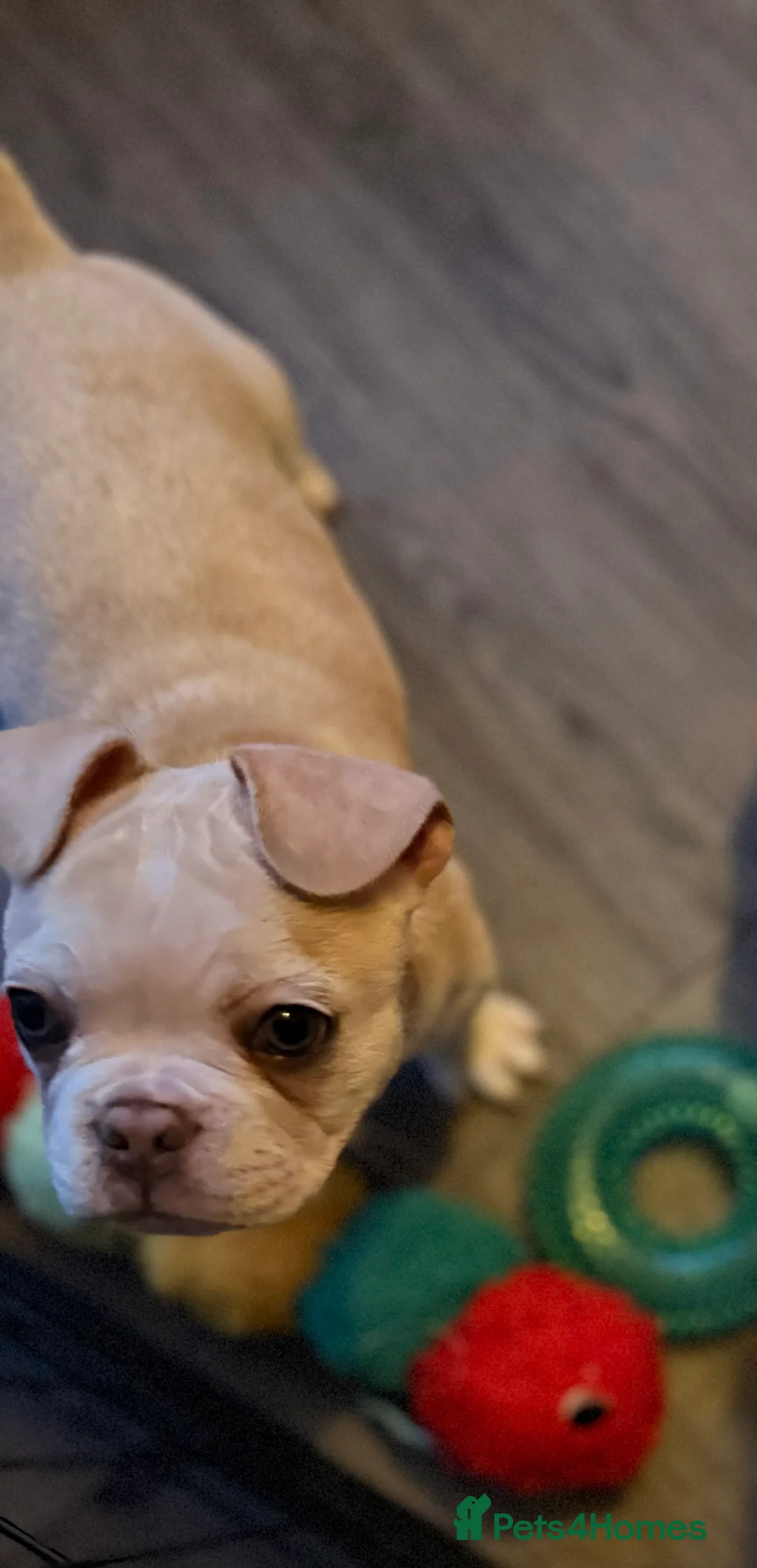 Mixed Breed dogs for sale: Boxer cross frenchie pups. - Advert 2