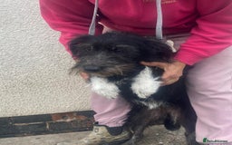 Mixed Breed dogs for adoption: Meet MARIA (!) - a Beautiful and Affectionate Girl - Image 3