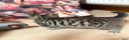 British Shorthair cats for sale: Rare BSH kitten - Advert 9