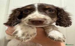 Sprocker dogs for sale: 8 glorious sprocker pups  - Image 6