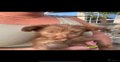 Mixed Breed dogs - Advert 5
