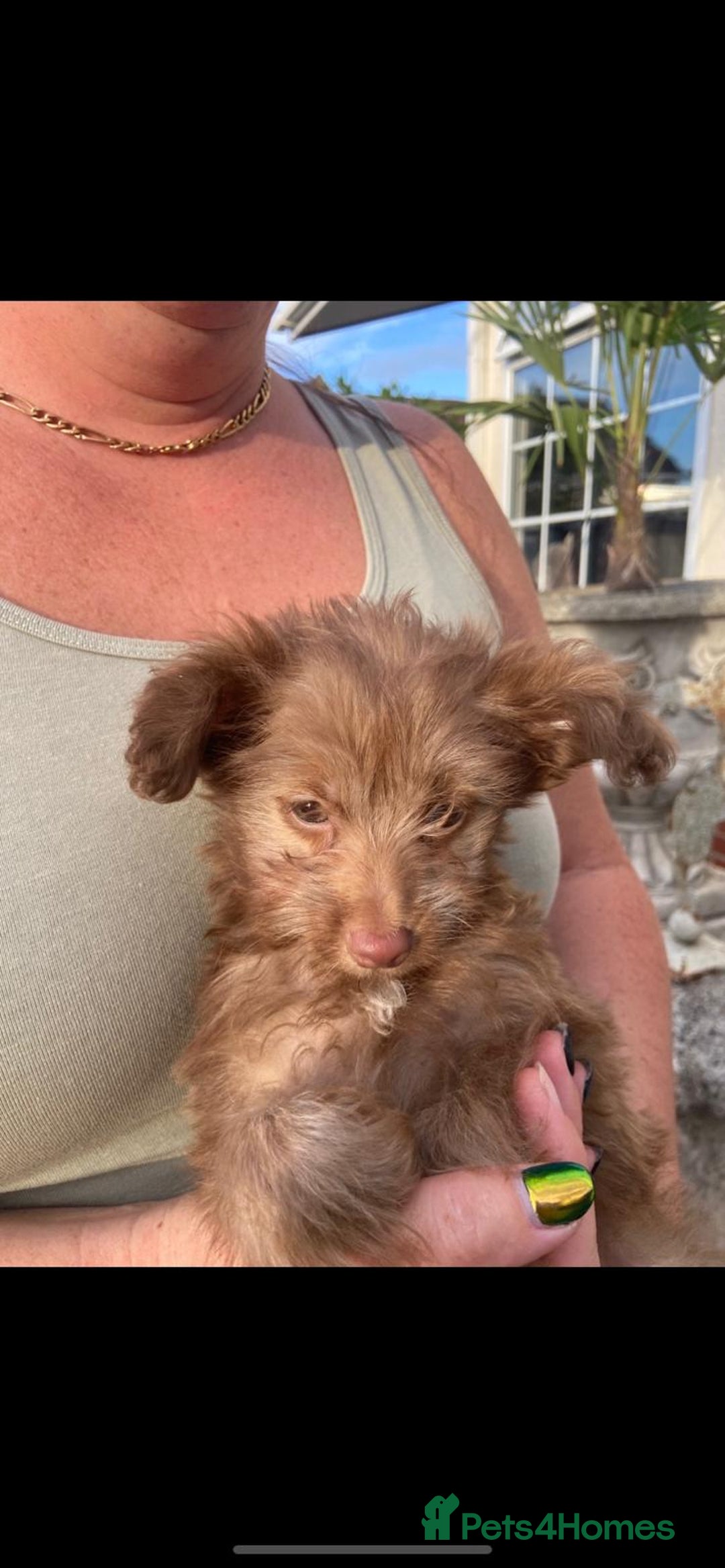 Mixed Breed dogs for sale: READY NOW 1 Pomapoo x Chihuahua boy  - Image 2