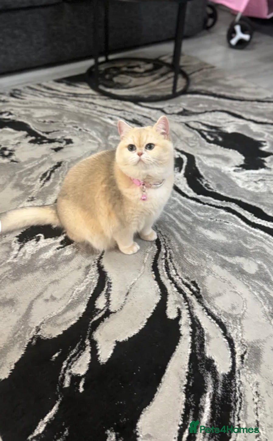 British Shorthair cats Golden Haired British Shorthair Female - Advert 14