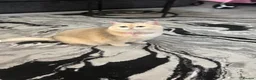 British Shorthair cats for sale: Golden Haired British Shorthair Female - Advert 1