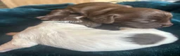 Cocker Spaniel dogs for sale: Beautiful Cocker Spaniel puppies  in Sheffield - Advert 25