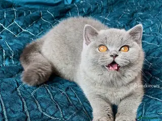 British Shorthair cats ✨ Top quality British blue✨ - Advert 2