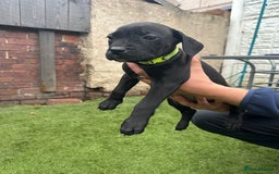 Cane Corso dogs for sale: Pure breed cane corso  - Image 26