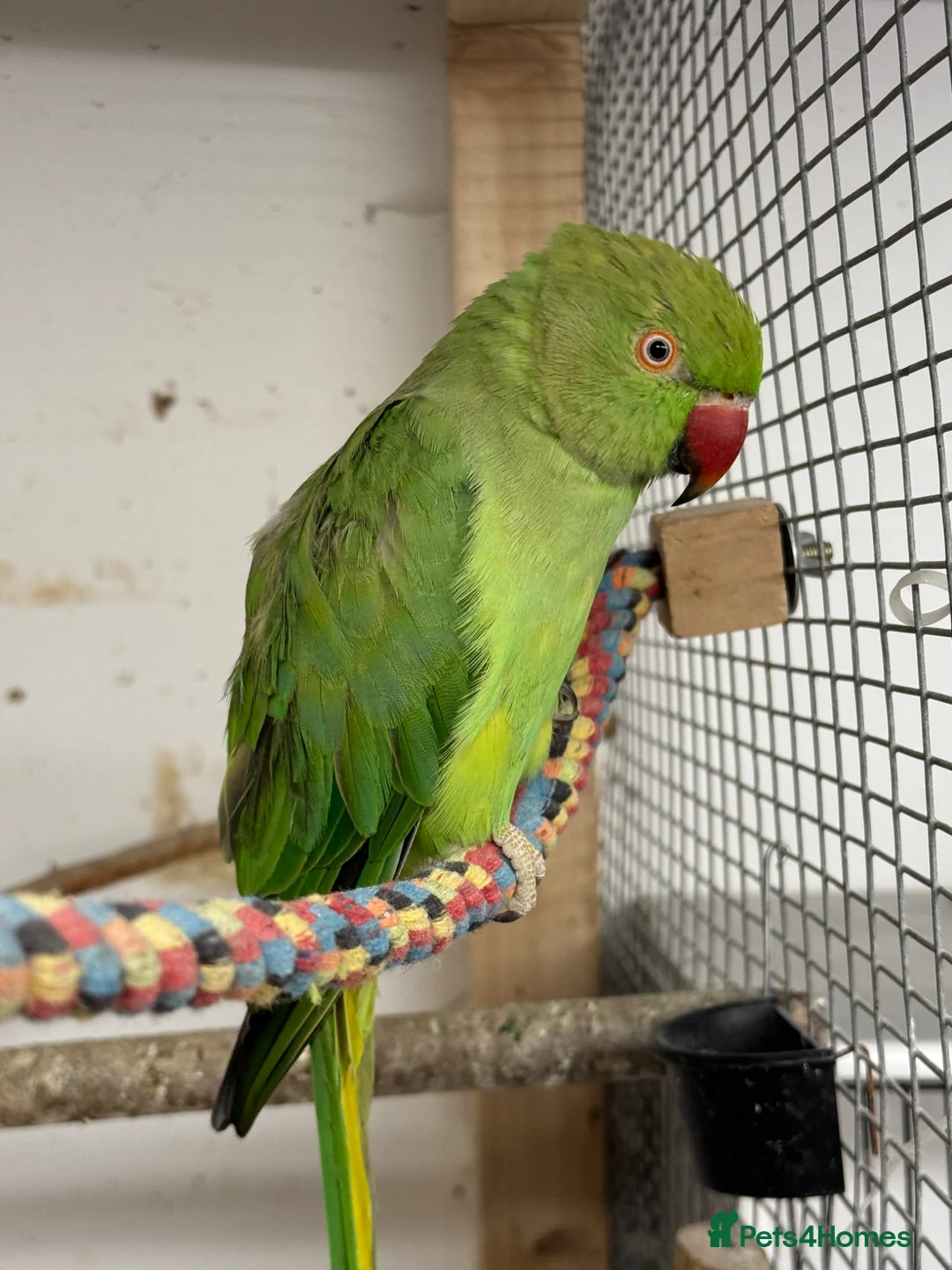 Mixed Breed birds for sale: Aviary birds wanted , any type considered please - Advert 2