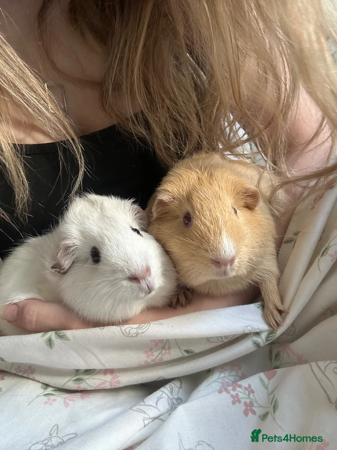 Guinea Pig rodents for sale: Pair of Female Guinea Pigs in Chelmsford - Advert 1