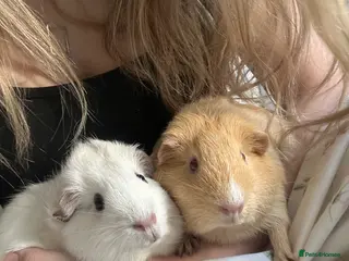 Guinea Pig rodents Pair of Female Guinea Pigs - Advert 1