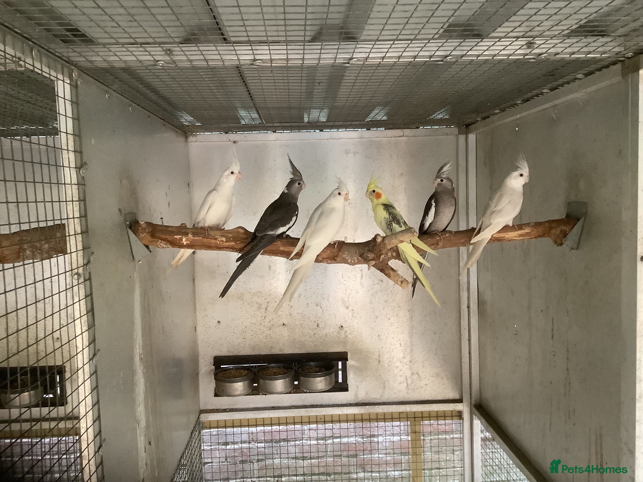 Cockatiels birds  2026 Young cockatiels - Advert 12