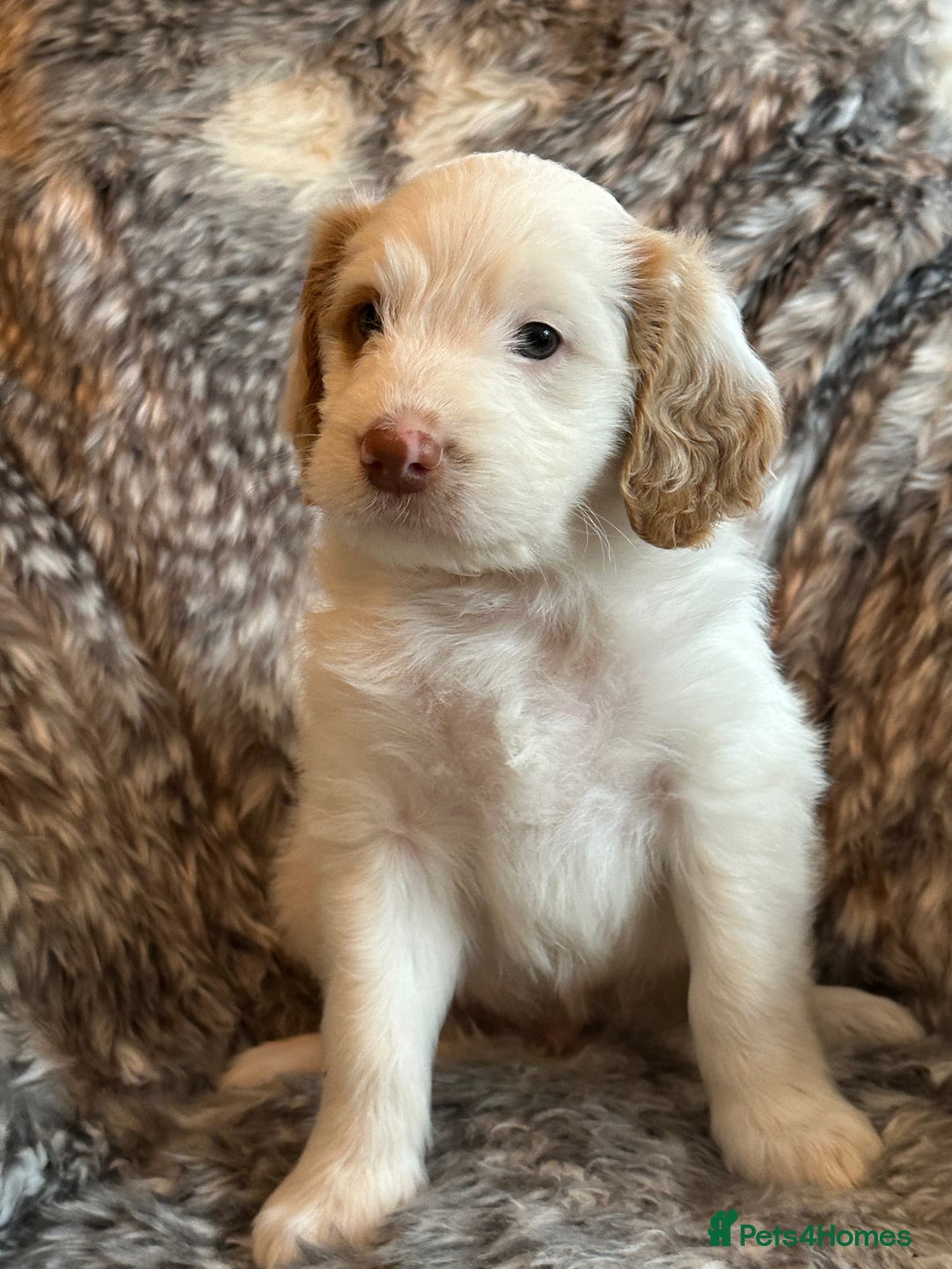 Labradoodle dogs for sale: Beautiful Puppies Ready for the Summer Holidays - Image 27