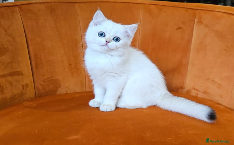 Scottish Fold cats - Advert 2