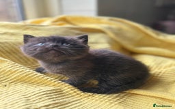 British Shorthair cats for sale:  🐾 BSH Blue,Chocolate& Tabby– Whiskers Kittens 🐾 - Image 11
