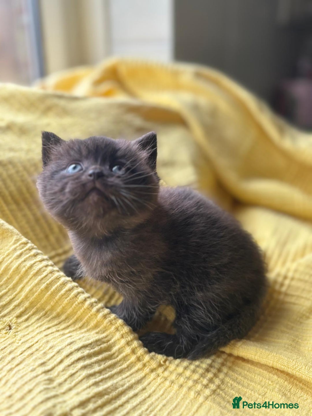 British Shorthair cats for sale:  🐾 BSH Blue,Chocolate& Tabby– Whiskers Kittens 🐾 - Image 11