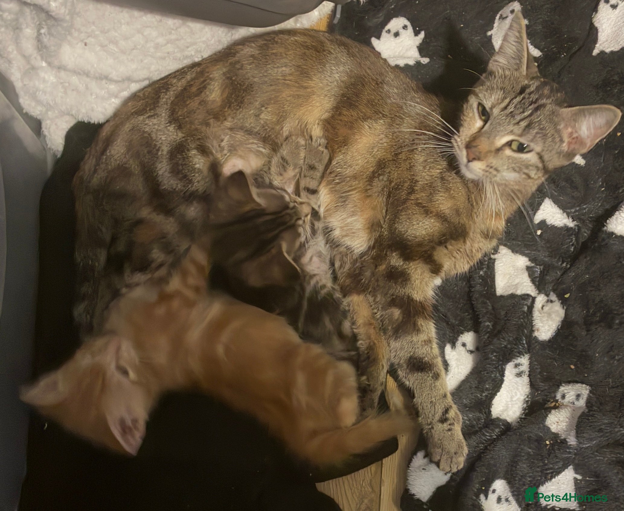 Domestic Shorthair cats Beautiful ginger male kitten  - Advert 1