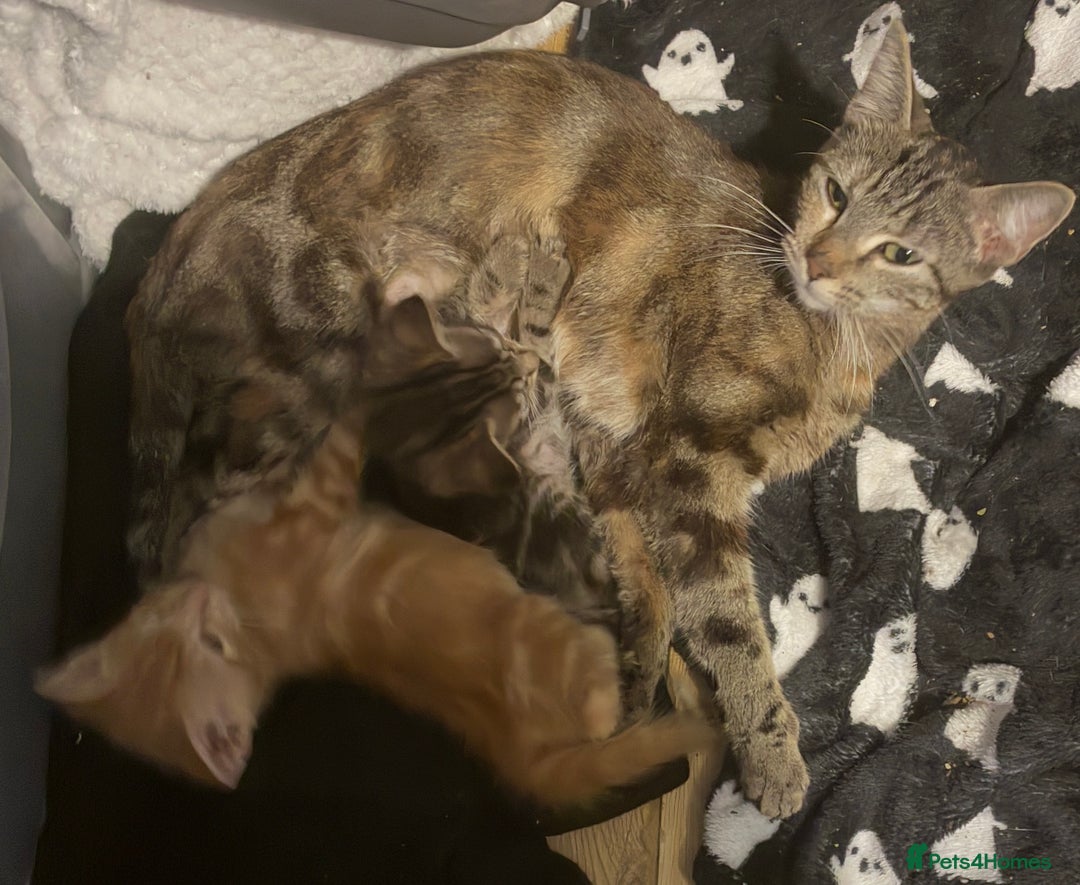 Domestic Shorthair cats for sale: Beautiful ginger male kitten  - Advert 1