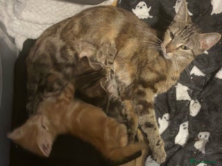 Domestic Shorthair cats Beautiful ginger male kitten - Advert 1