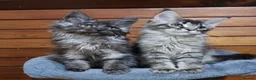 Maine Coon cats for sale: Pedigree Maine Coon Kittens for sale  - Advert 26