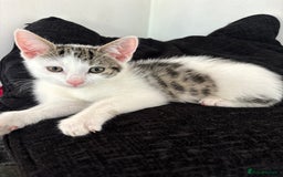 Domestic Shorthair cats for sale: 3 beautiful kittens left  - Image 1