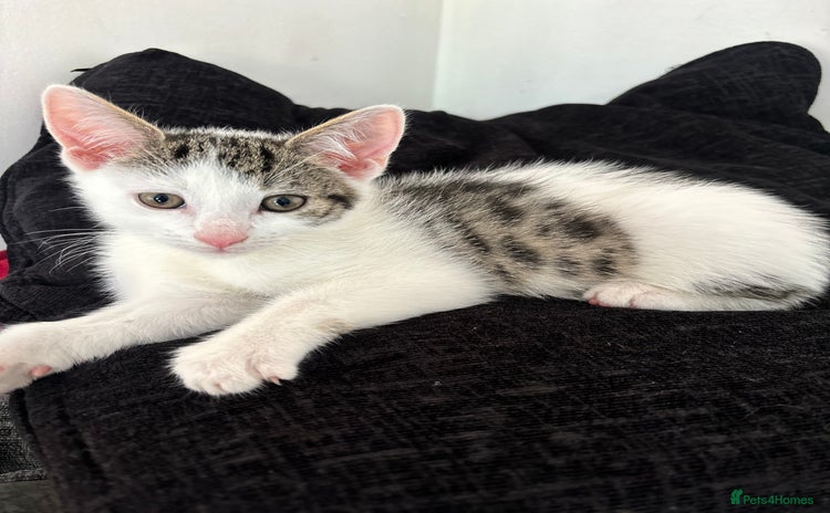 Domestic Shorthair cats - Advert 1