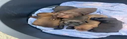 Patterdale Terrier dogs for sale: Patterdale Puppies - Advert 9