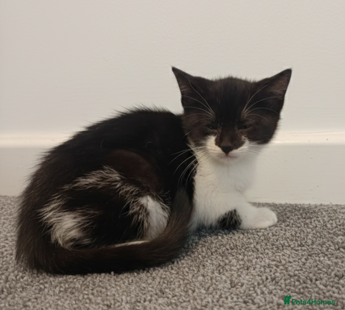 Mixed Breed cats Kittens for sale - Advert 2
