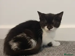 Mixed Breed cats Kittens for sale - Advert 3