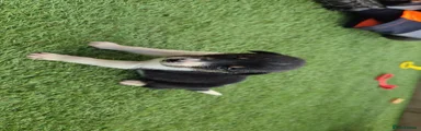 Border Collie 6