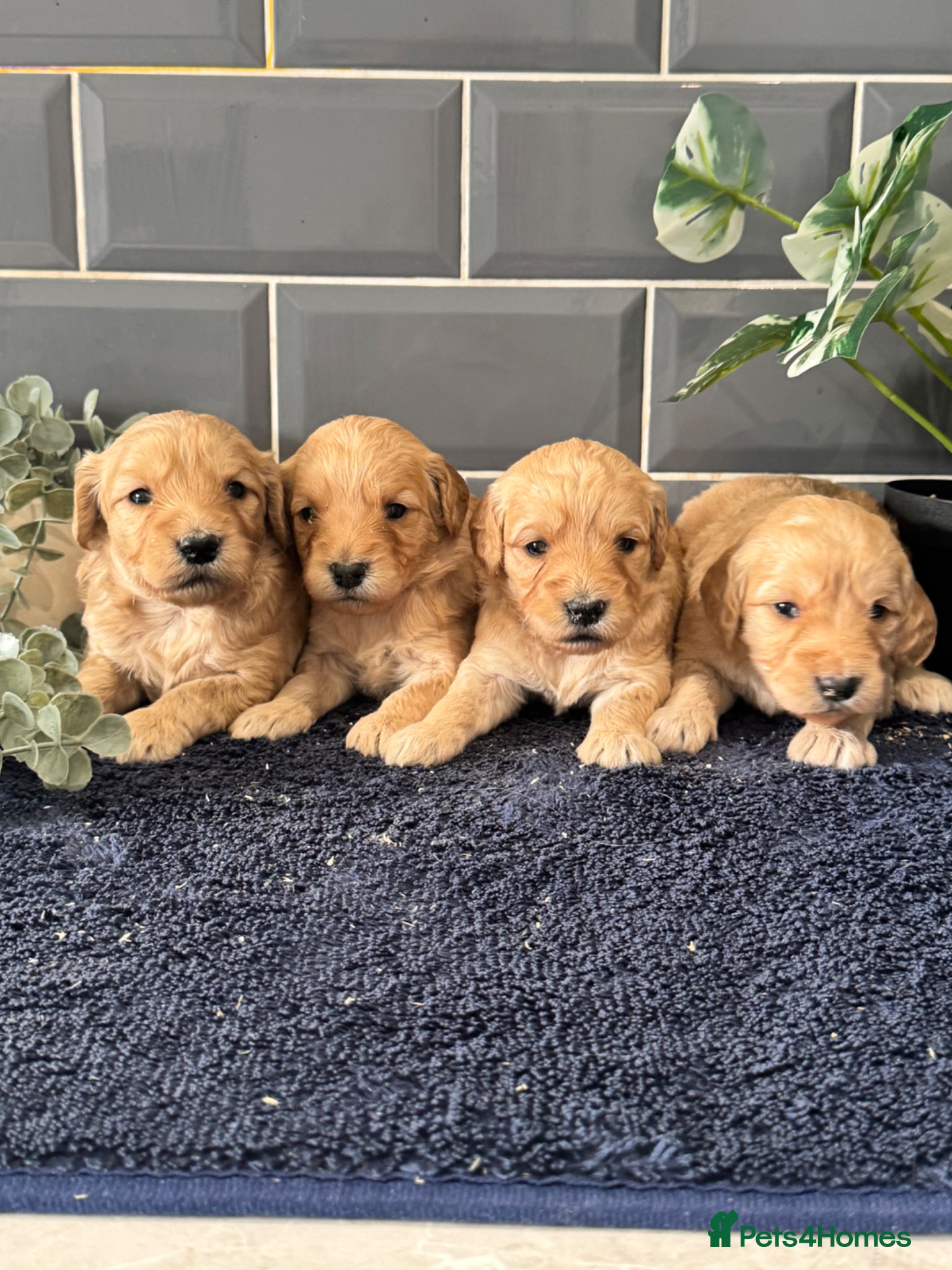 Mini Goldendoodle dogs Fantastic Miniature Goldendoodles  - Advert 2
