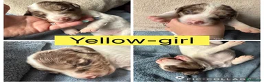 Sprollie 6